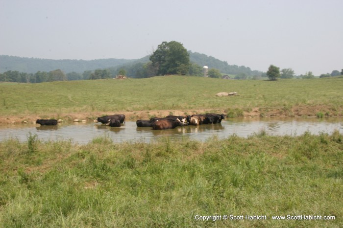 Kelli had never seen cows in a pond before, so I took a picture.