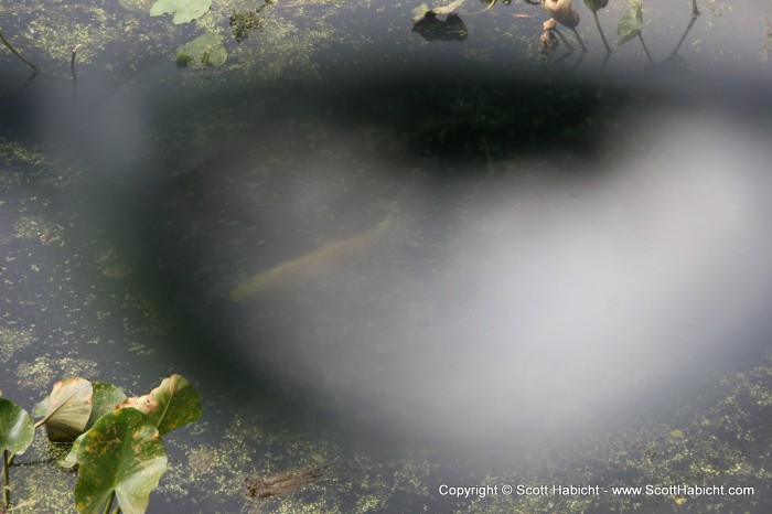 They had a koi pond, and I used the polarized lens of my sunglasses to catch the koi in action.