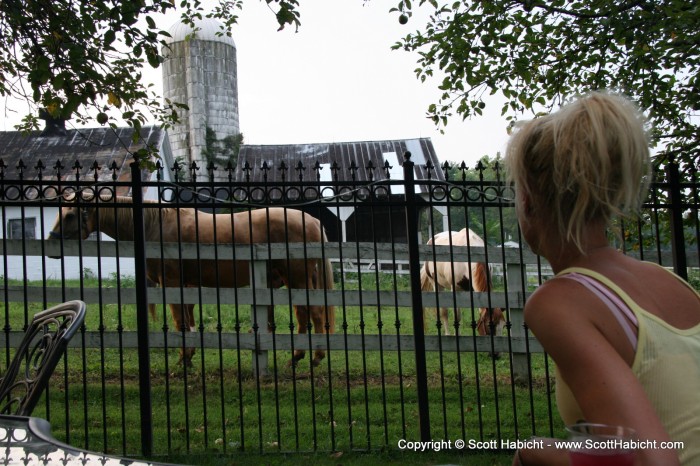 We went out back for a while and looked at the horses next door....