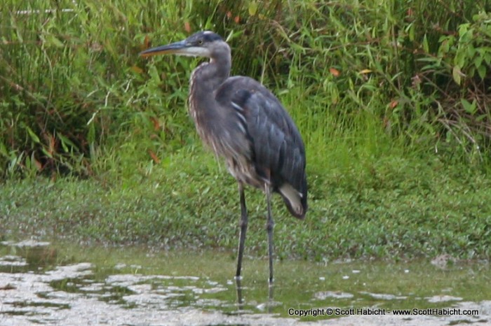 I got a great picture of this Blue Heron....