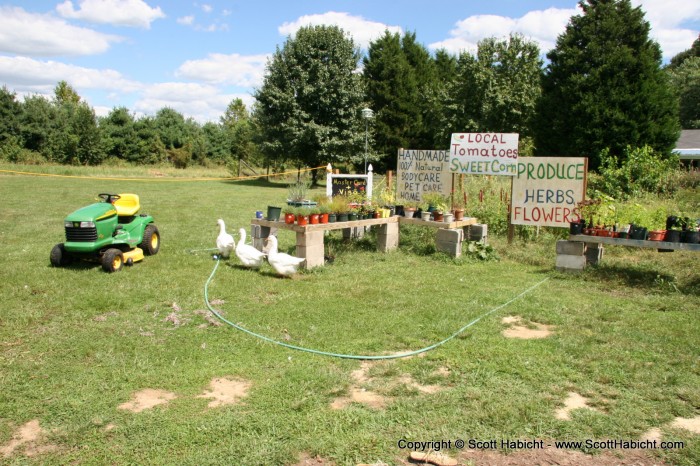 The next day on the way home, we stopped to get some fresh herbs. See the three live geese?