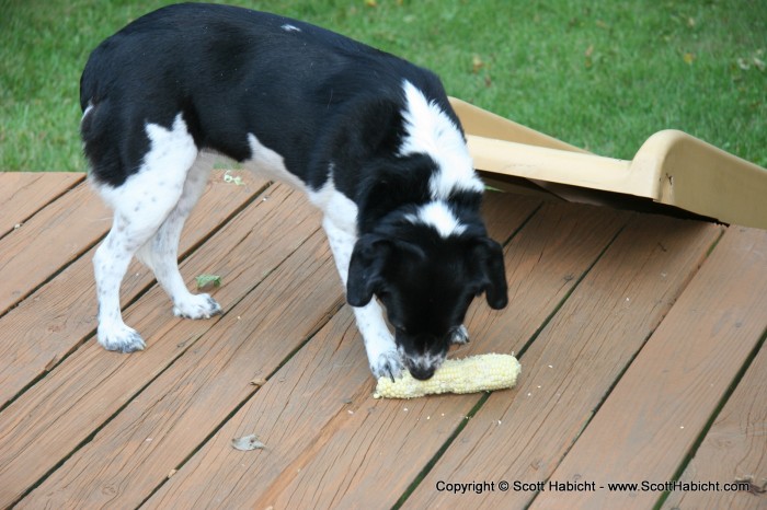 Belle gets into the corn on the cob thing.