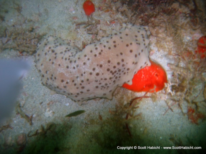 A nice looking sea cucumber.