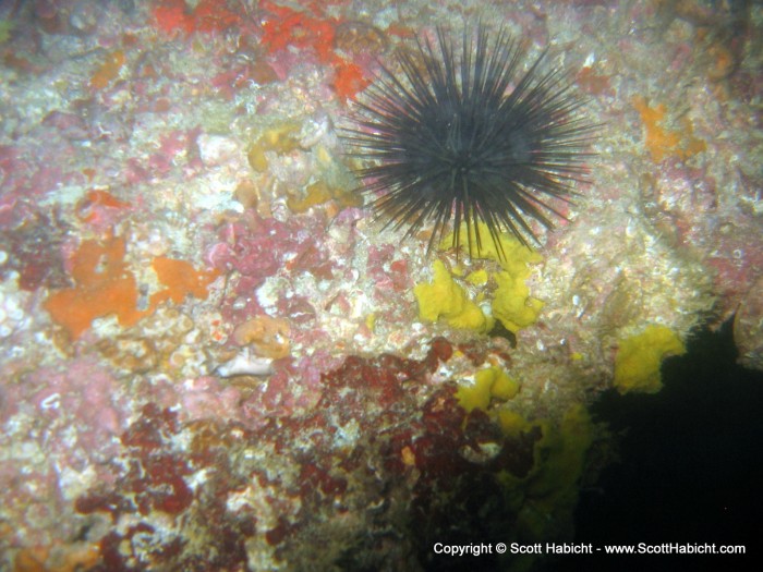 Some good color with a sea urchin.