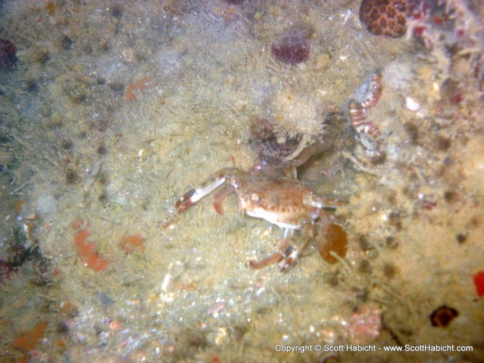 By shining my dive light on the crab I was able to get the camera to focus.