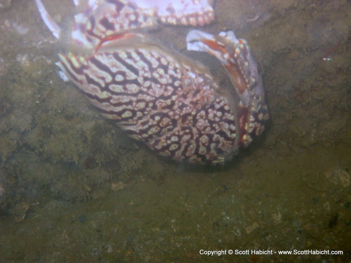 Another crab, this one a flame box crab.