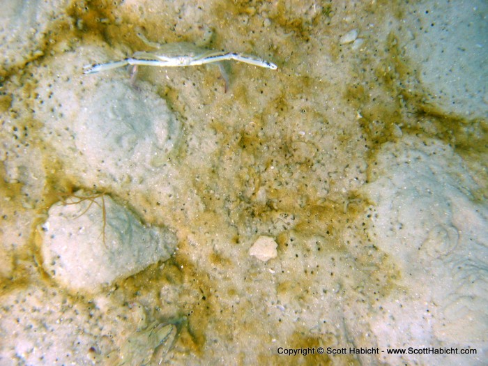 A small crab doesn't seem to want his picture taken.