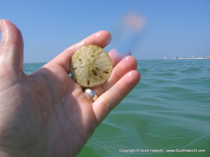 As always, there are plenty of sand dollars here.