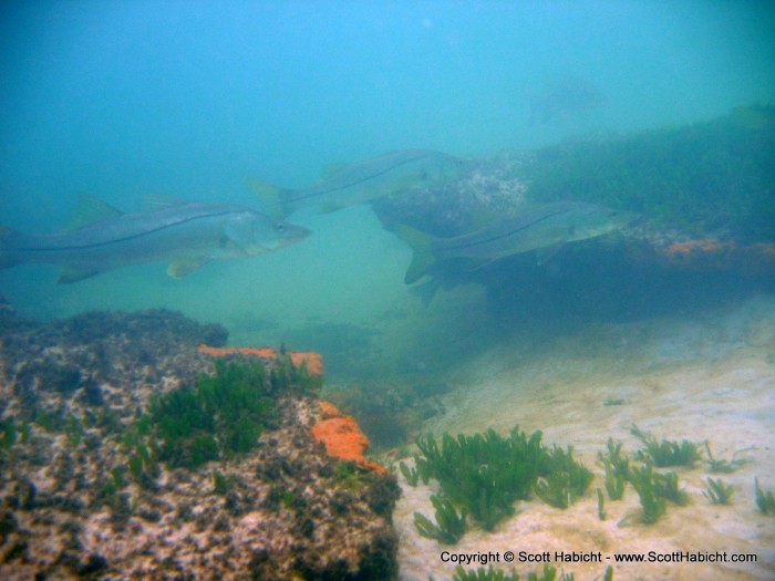 We brought along our scuba stuff for a deeper snorkel/dive session off the beach.