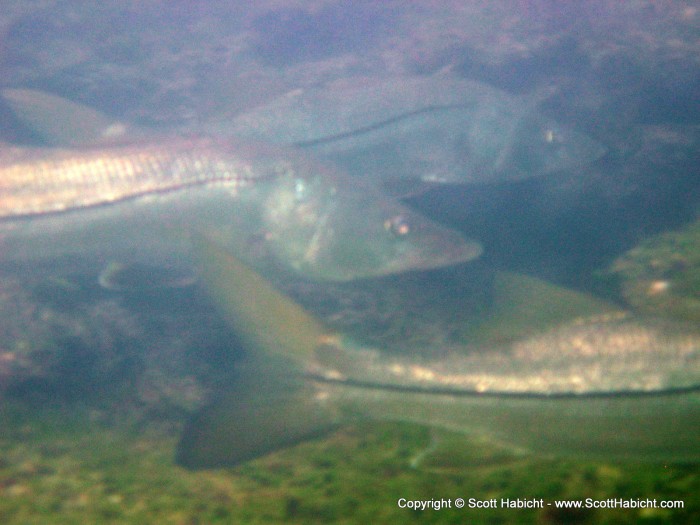 There were a lot of common snook around.