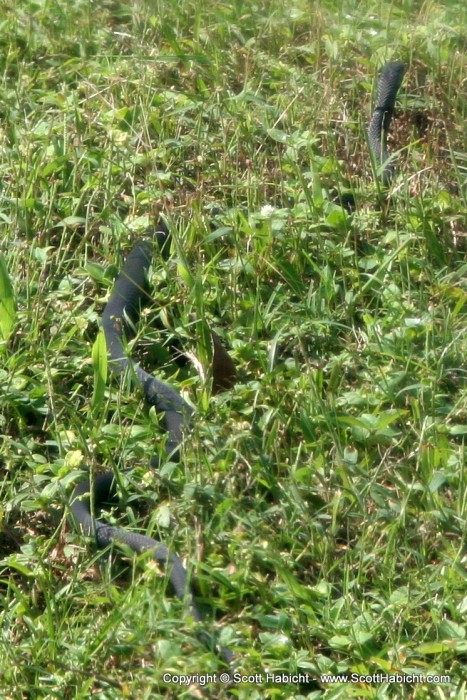 This snake popped his head up in the window next to Kelli from the last picture before slithering away.