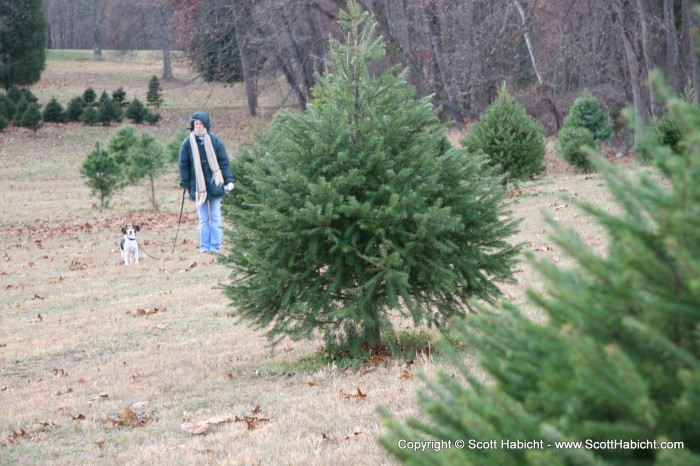 It was time for Kelli and I to get our own Christmas tree....