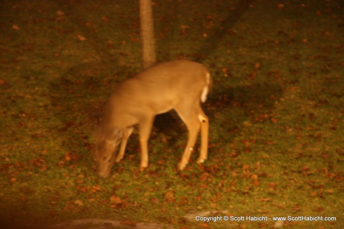 During the course of the night, one of Santa's reindeer walked through our front yard.