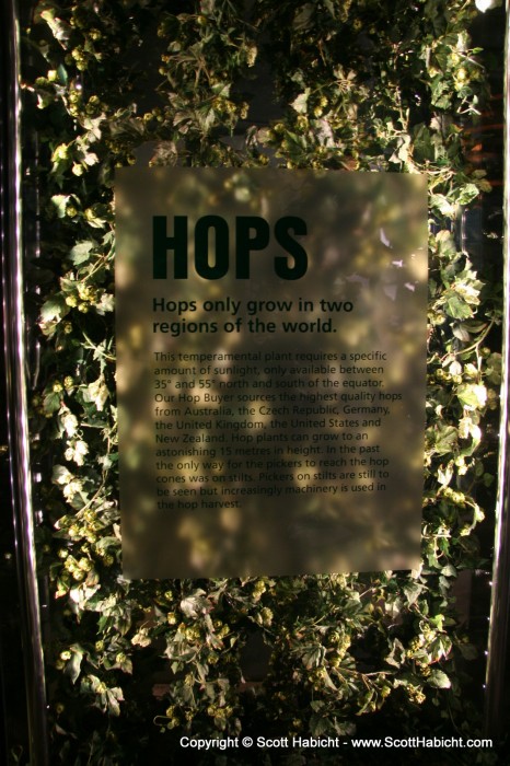 The hops they use come from all over the world.