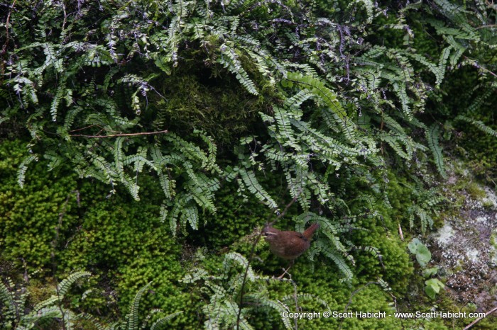 We just happened to spot this bird using it as a bird's nest.