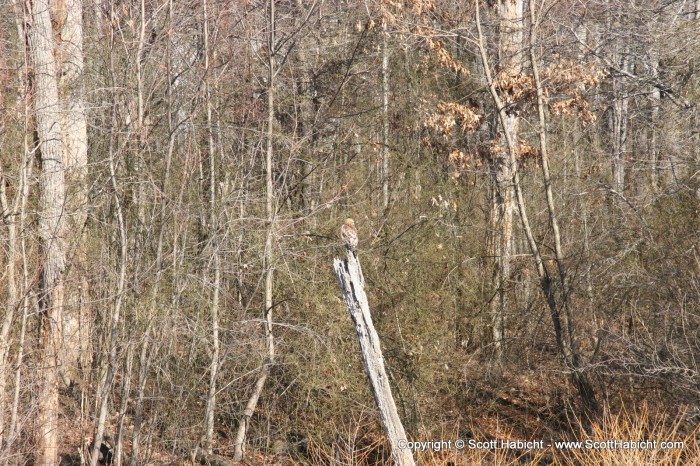 Can you find the hawk?