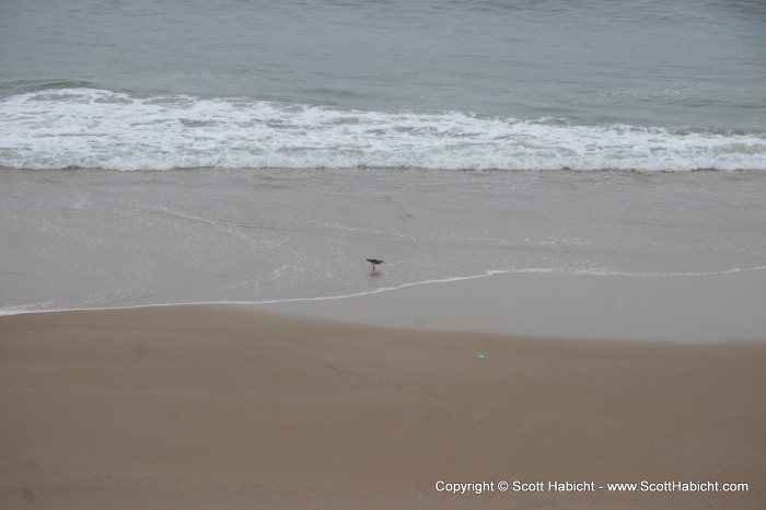 A sandpiper on the beach.