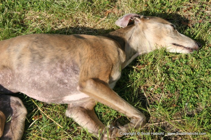 One of Lori and Tom's dogs. Kinda looks like a deer.