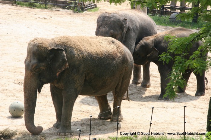 And who could forget the elephants??