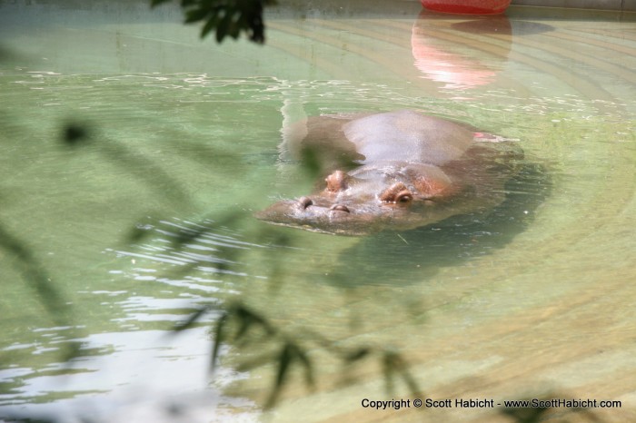 Remember the game hungry-hungry-hippos?