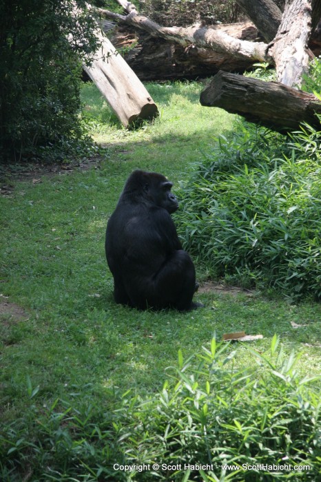 A gorilla in the shade....