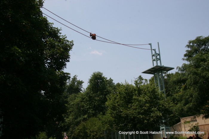 Meanwhile, the orangutan decided it would be a good time to cross from one end of the Zoo to the other.