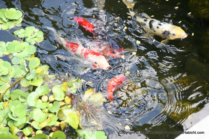 Koi, goes well with white wine.