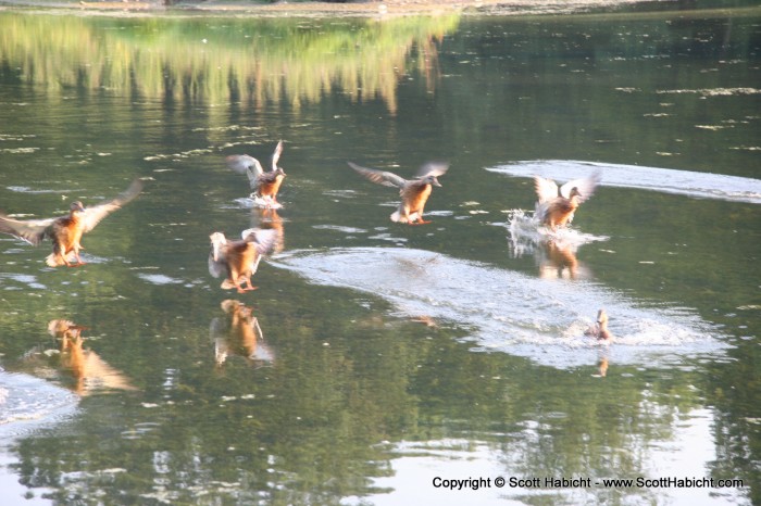 To feed the ducks.