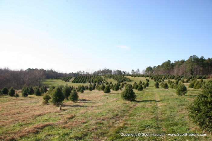 Kelli and I headed out to pick out a christmas tree....