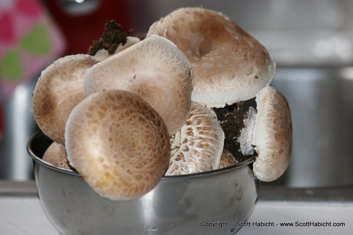 Home grown portobello mushrooms.