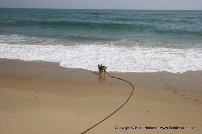 I kept throwing a stick in the water, trying to get him to go in there.