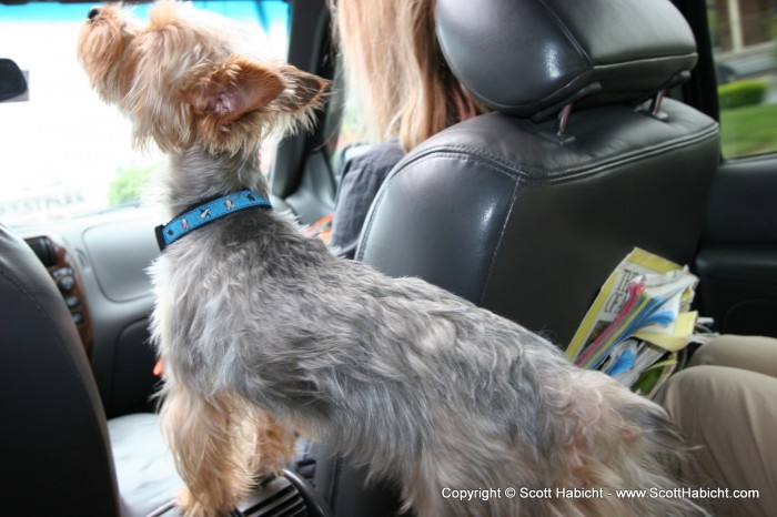 Riley loves the sunroof.