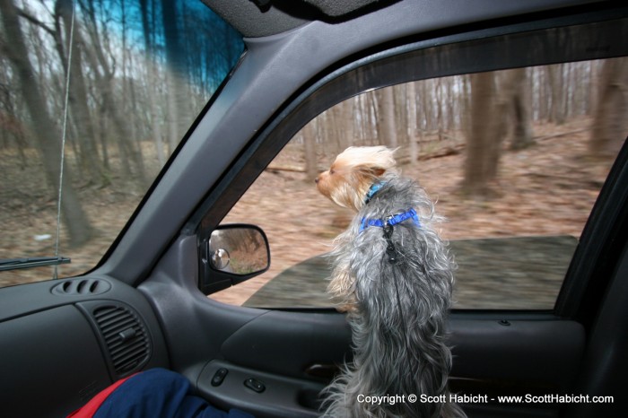 For those of you who are concerned he may jump, please note the leash tied to the seatbelt.