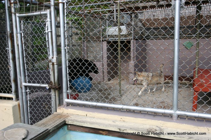 A wolf and a bear in a cage together....