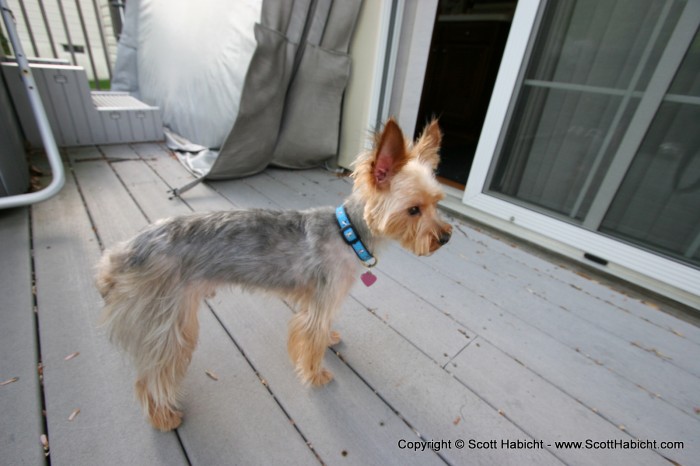 After his haircut, we weren't sure if we got the right dog back.