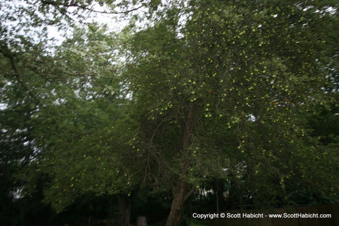 My brother moved to a new house and has this huge apple tree in his backyard.