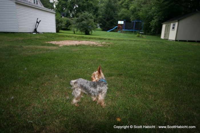 Riley is on the prowl for rabbits.