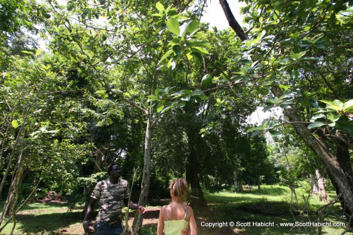 Our tour guide gave us the lowdown on Jamaica's local fruits.