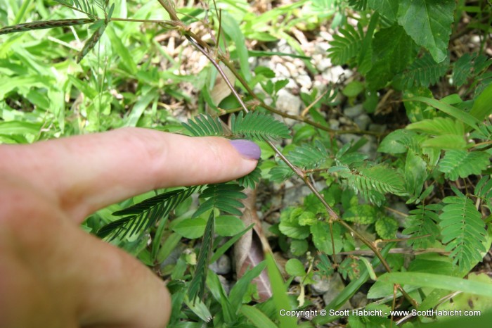 This was an interesting plant. When you touched it..