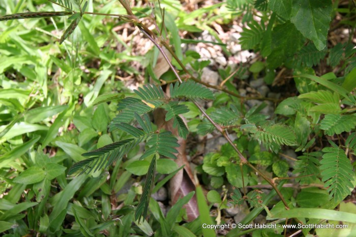 ...the leaves would curl up. It used to be planted around slave's quarters so the slave owners would know if the slaves ran away.