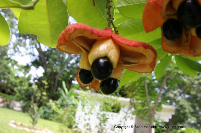 This is ackee, part of Jamaica's national dish.