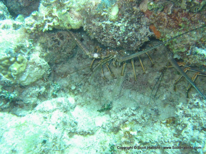 Our first dive started with the usual stuff. Lobsters...