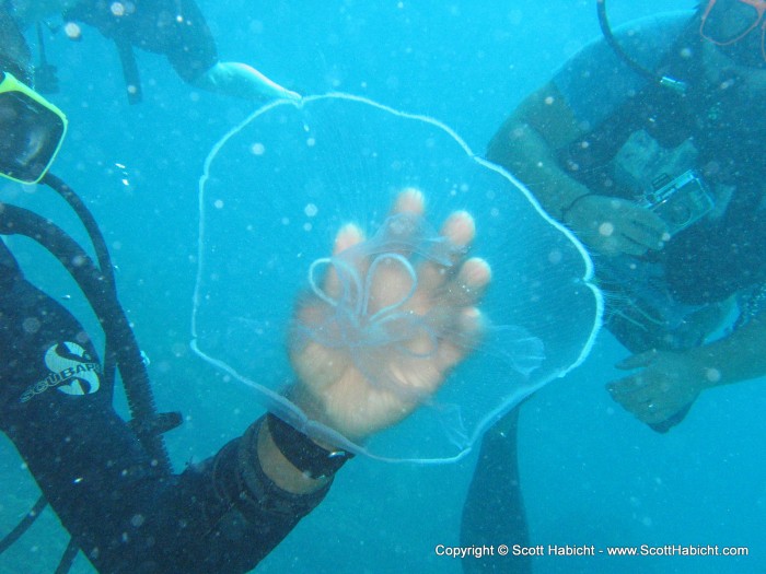 A jellyfish.