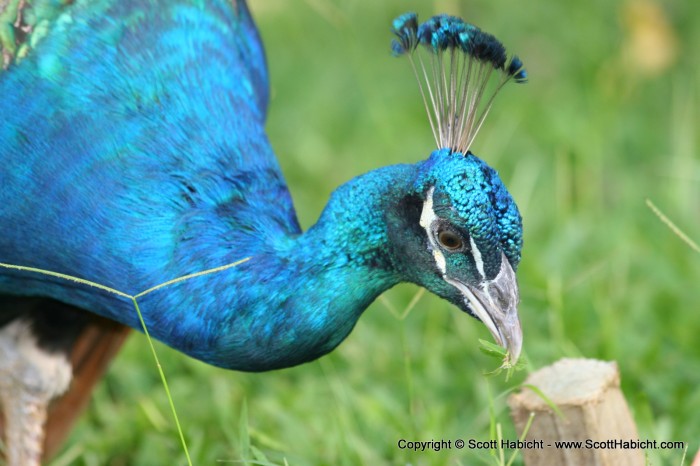 This male peacock lives at the resort.