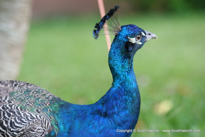 He never fanned his feathers, but boy is he pretty.