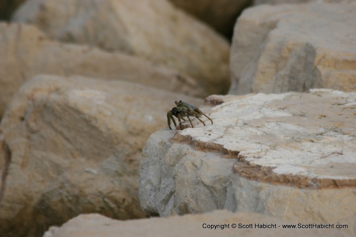 Just walking around you would come upon little critters.