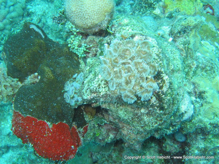 The dive sites at Whitehouse were pretty pristine. Look at this color.