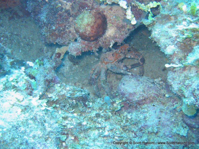 Well, the storm is over, so the diving is back on. Check out this crab.