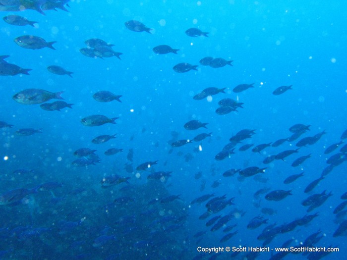 I've never seen so many bluefish.