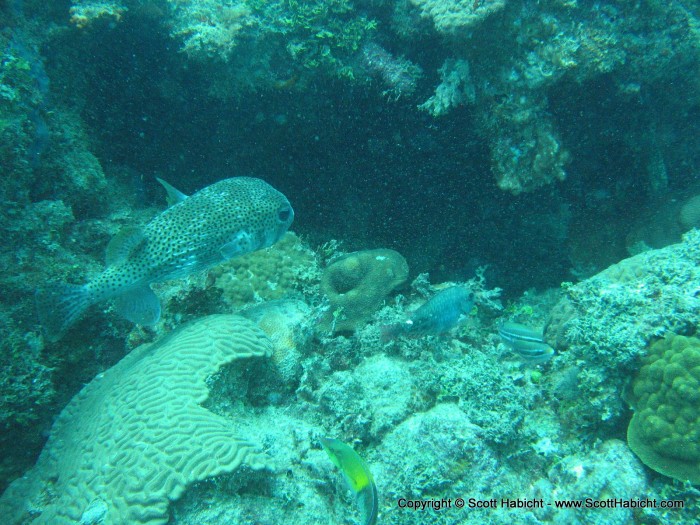 Another dive, and this is a pretty decent sized puffer.